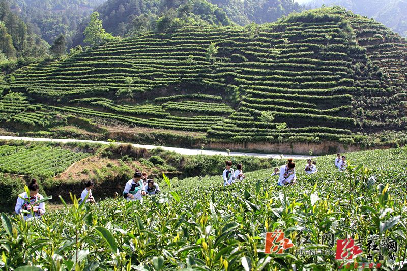 湘西黄金茶春茶采收.jpg