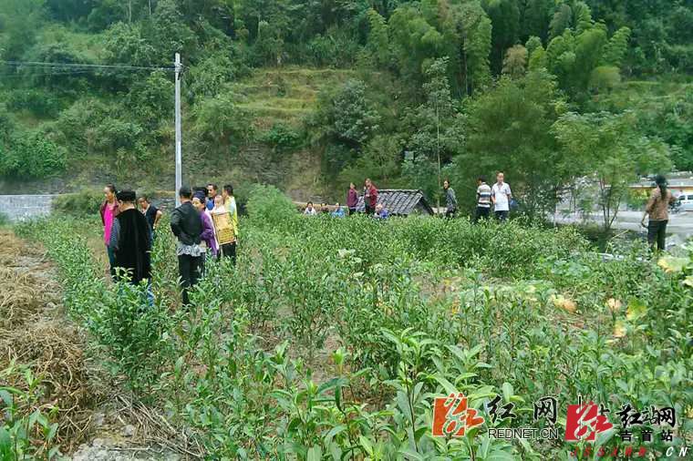 图1. 茶园培管现场指导.jpg