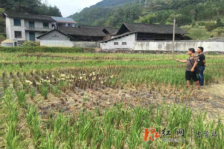 乡干部正在核实贫困户产业发展情况.JPG