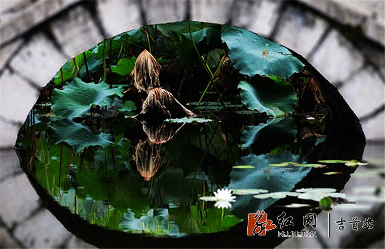 秋日胡家塘 一马平川_副本.jpg