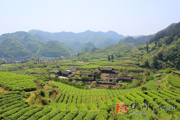吉首市马颈坳镇隘口村高标准茶园.jpg