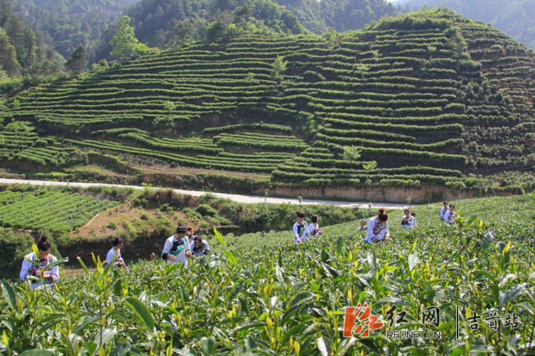 湘西黄金茶春茶采收.jpg