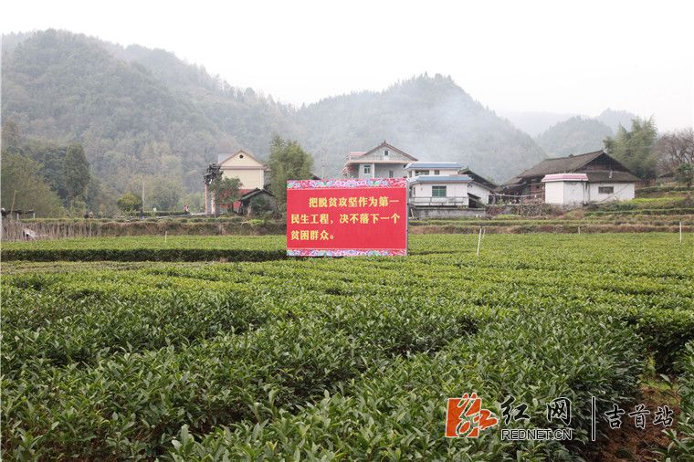 湘西黄金茶产业园1.jpg