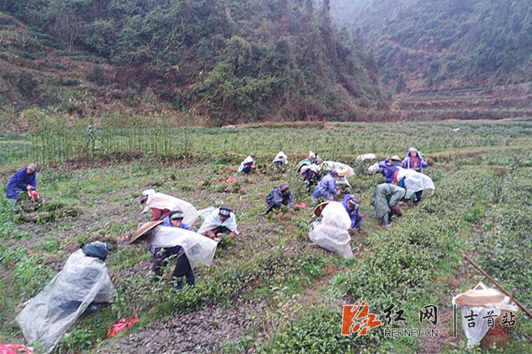 茶农在苗圃地里取苗.jpg