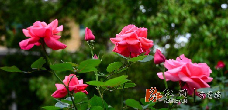 DSC_9152.JPG