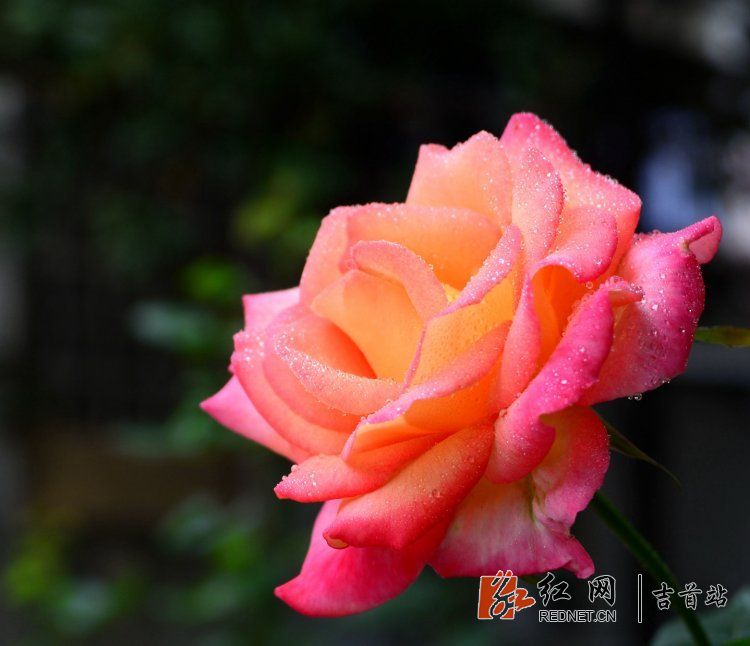 DSC_9169.JPG