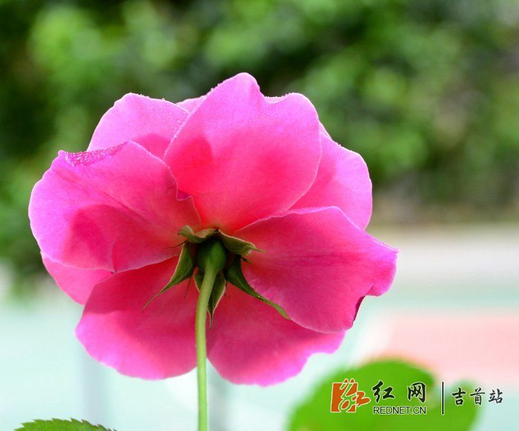 DSC_9175.JPG