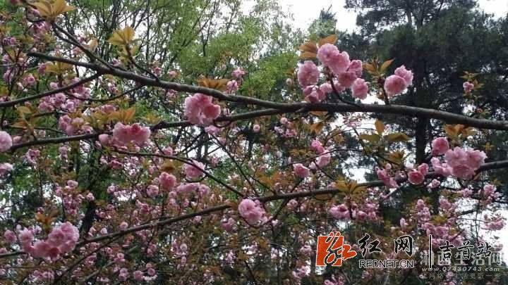QQ图片20180416112515.jpg