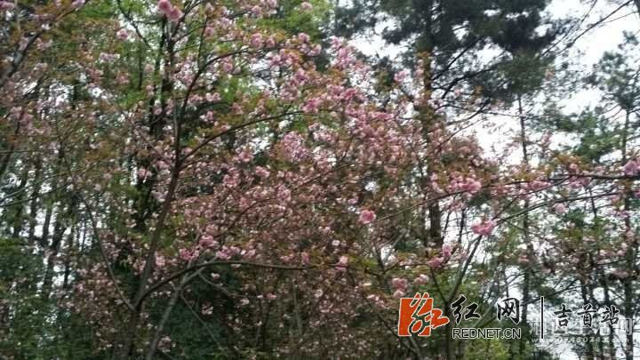 QQ图片20180416112538.jpg