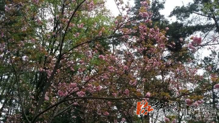 QQ图片20180416112531.jpg