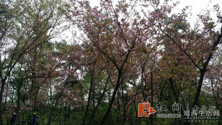 QQ图片20180416112542.jpg